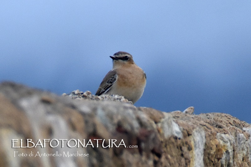 da identificare: Culbianco (Oenanthe oenanthe)